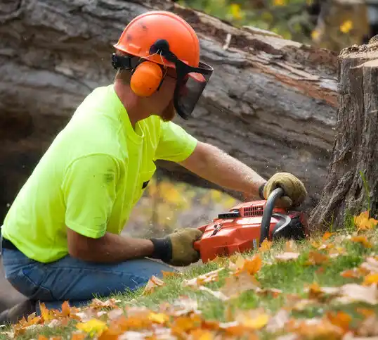 tree services Hudson Falls